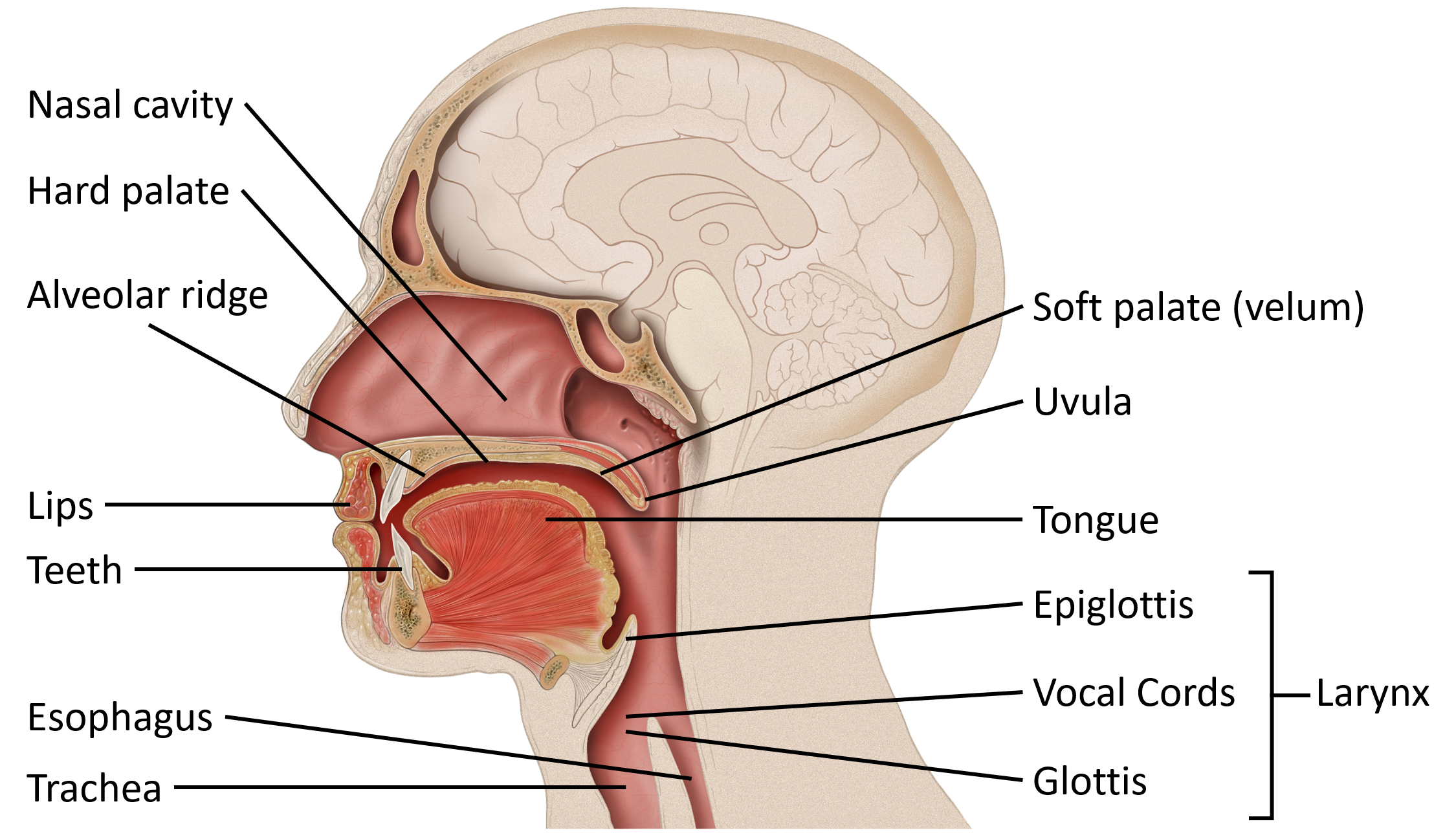 A labeled image of the anatomical components of the human vocal tract, including the nasal cavity, hard palate, soft palate or velum, alveolar ridge, lips, teeth, tongue, uvula, esophagus, trachea, and the parts of the larynx, which include the epiglottis, vocal cords, and glottis.