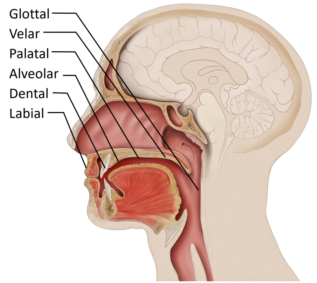 A labeled image illustrating the anatomical components of the human vocal tract that are involved in English phonemes. These include the glottal, velar, palatal, dental, and labial structures.