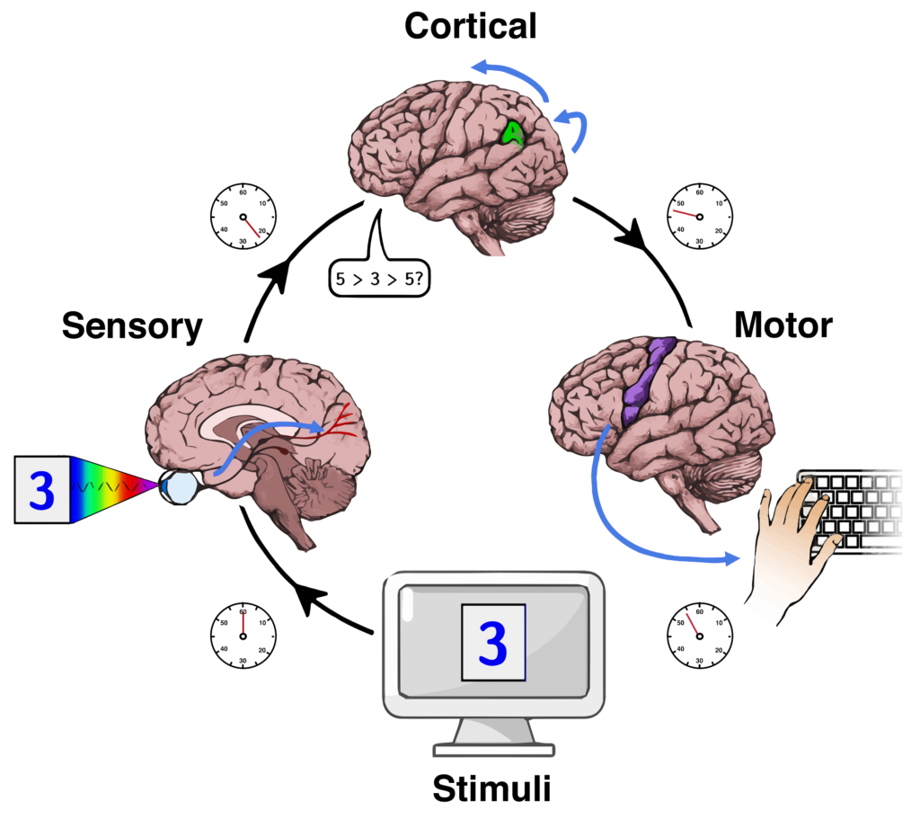 An illustration which displays the components involved in reacting to a stimulus presented on a computer monitor. The sensory information is integrated and received through sensory nerves into the brain, where it is processed and a subsequent motor response is produced.