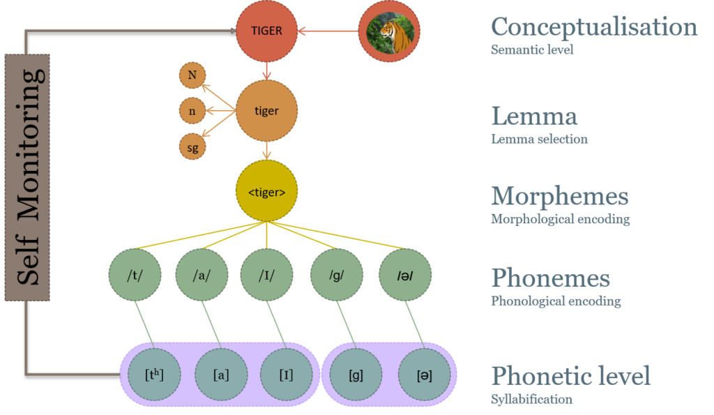 An image of the Standard Model of Word-form Encoding as described by Meyer (2000), illustrating the summation of conceptualization, lemma, morphemes, phonemes, and phonetic levels.